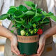 Cream strawberry seedlings potted four-season strawberry seedlings planted in the south and north bear fruit in the same year. Bare root cold-resistant and frost-resistant (four seasons cream strawberry) (8 pcs++pot+fertilizer) full of fruit in the pot.