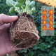 Strawberry seedlings shipped from original soil, flowering and big fruit, cream strawberry seedlings for four seasons, wholesale of current year fruit plug seedlings, 6 Suizhu strawberries, shipped from original soil + fertilizer