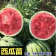 Watermelon seedlings 8424 grafted seedlings with soil seedlings seedless Midu Kirin early maturing seedlings greenhouse potted plants wholesale red heart seedless watermelon seedlings affordable large quantity buy 10+10 total 20 trees