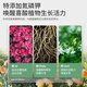 Stanley's acid-loving plant camellia azalea gardenia jasmine special nutrient soil potted acid peat soil 10L