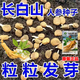 Changbai Mountain ginseng seeds, wild ginseng seeds, easy to grow Chinese medicinal materials in all seasons, easy to live indoor flower pots, ginseng seeds, shipped without buds, 5 bags selected, about 260 capsules