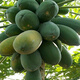 High-yielding papaya seeds, Hainan red heart papaya seeds, milk papaya fruit seed seedlings, papaya seeds for all seasons, Hongfei papaya seeds 100 capsules + rooting powder