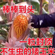 Spot new species Dongdan 509 double national-approved twin short-stem extra-large cob high-yielding corn seed purple stem purple root lodging resistance Big Mac Dongdan 509 five acres of land red axis long grain lodging resistance drought and pest resistance high temperature
