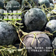 Long-cultivation lazy man watermelon seeds extra large seedless 8424 watermelon seedlings super sweet southern unicorn watermelon fruit and vegetable seeds sweet seedless watermelon seeds 100 pieces (red meat)