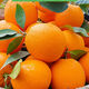 Jinan fresh, Gannan navel oranges, freshly picked Jiangxi oranges, seasonal fresh fruit gift box for pregnant women, color box 10 Jin Jin equals 0.5 kg, single fruit 220-330g, net weight 9 Jin Jin equals 0.5 kg, super fruit