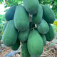 High-yielding papaya seeds, Hainan red heart papaya seeds, milk papaya fruit seed seedlings, papaya seeds for all seasons, Hongfei papaya seeds 100 capsules + rooting powder