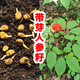 Changbai Mountain ginseng seed planting potted Korean ginseng, wild ginseng, American ginseng, and ginseng seedlings, potted red ginseng seeds 1g 100 germination seeds