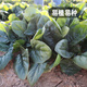 Fengming Yashi cold-resistant round-leaf spinach seeds four-season vegetable seed spinach winter-resistant spinach seeds 1000 capsules