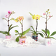 Dancing Phalaenopsis single plant double pole random color 1 pot