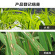 Lukang 6% kasugamycin fungicide field rice crop leaf blast panicle neck blast rice blast pesticide fungicide 1000ml