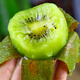 Jingxiansheng Shaanxi Xuxiang Green Heart Kiwi Fruit 30 pieces single fruit 60g+ fresh fruit straight from the source