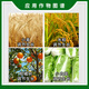 Shuofeng 481 Flower Fruit Brassinosteroid Wheat Regulator Fruit Expansion Regulator Fruit Set Rate Growth Regulator 500ml