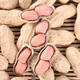 Peanut seeds Huayu 60 peanut original species extra large fruit size 1000 Jin is equal to 0.5kg. King first-class groundnut seed peanut - 500g (1000g is equal to 0.5kg)