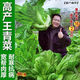 Sichuan Kuanbang green vegetable seeds, pickled pickles, sauerkraut, pickles, medium-ripe large-leaf autumn sown vegetable seeds, hot product impulse, Kuanbang green vegetable seeds, new this year, RNG9 original factory, 3 packs, about 3,000 grains