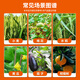 Guoguang Yuyang 1.4% sodium nitrophene and sodium nitrophene plant growth regulator