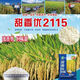 Nationally approved Tianxiangyou 2115 high-yielding hybrid rice seed, first-class rice quality, beautiful fragrance, long-grain, fragrant rice, delicious first-class rice, Tianxiangyou 2115 1Jin Jin is equal to 0.5 kilograms