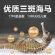 陆零后 三斑海马药材【CAWC认证】大型干海马干货公母一对海龙海马泡酒 【三斑海马1对】 6克