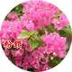 Bougainvillea seeds Bougainvillea seeds Bougainvillea flower seeds Bougainvillea flower seeds Potted Four Seasons Eight Pink Diamonds 100 capsules