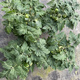 Tomato potted imported tomato seedlings with flowers and fruits, four-season tomato fruit flower seedlings, edible outdoor cherry tomatoes, small tomato potted with fruits shipped, two pots