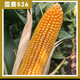 New species in stock, nationally approved Leisai 526 large-grain deep-shaft fine corn seeds, authentic drought-resistant, waterlogging-tolerant, high-yielding corn. New species in stock, nationally approved Leisai 526 5526 grains x1 bag (packaged with