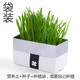 Greedy Horse Cat Grass Seeds Cat Mint Hair Removal Balls Cat Snacks Teeth Cleansing Cat Grass Hydroponic Seeds Cat Grass DIY Nutritional Soil Bags*3