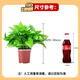 Shuangmeng potted green radish formaldehyde removal flowers and green plants office new house air purification 110 styles 10 pots straight from the source