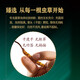 Kleiner Topf Cordyceps sinensis, Cordyceps sinensis, amerikanischer Ginseng, Dendrobium Safran und andere nahrhafte landwirtschaftliche Produkte Business Geschenk Cordyceps sinensis Gesundheit Tee 3 Dosen