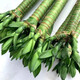 Jingyunmeng Rich Bamboo Dragon Bamboo Water Easy-to-Grow Plant Potted Lucky Bamboo 40 Dragon Bamboo 10 Roots Straight from the Source Without Bottle