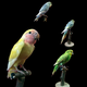 Benxin farm home furnishings, bird specimens, fake birds, simulated birds, parrot specimens, wall hangings, feathers, blue tiger skin