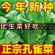 
Heat-resistant peacock seeds can be eaten raw in all seasons with high nutritional upright lettuce seeds pastoral potted salad lettuce [improved - 5,000 selected original seeds] not growing 869 peacock seeds (scattered to live) heat-resistant and easy