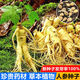 Changbai Mountain ginseng seeds, wild ginseng seeds, easy to grow Chinese medicinal materials in all seasons, easy to live indoor flower pots, ginseng seeds, shipped without buds, 5 bags selected, about 260 capsules