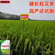 Nationally approved high-yielding hybrid rice rookie (Fengliangyouhuazhan) seed silk seedlings are resistant to high temperatures, lodging and disease resistance. The institute’s new product Fengliangyouhuazhan 1Jin Jin is equal to 0.5kg x1 bag