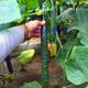 All-female cucumber seeds, oily and shiny cucumber seeds with green flesh, imported from the Netherlands, disease-resistant and high-yielding Rongzun, all-female cucumbers Rongzun 500 capsules