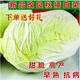Autumn sowing Chinese cabbage seeds 90 days cabbage balling cabbage early and late maturing farmhouse high-yielding disease-resistant vegetable seeds newly improved Shandong No. 4 autumn cabbage 1000 grains