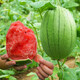 Jingyu's new product 2K small watermelon seeds, thin skin, few seeds, red flesh watermelon potted balcony fruit seeds, high yield, sown in all seasons, juicy and sweet, 2K watermelon, 10 pieces, original selection, 2 packs