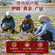 
6g saffron gift box of 6g imported from Iran, high-quality all-red filaments, gifts for girlfriends, supplements for elders