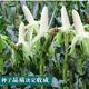 New species in stock Wannuo 188 sweet waxy corn seeds high-yield big sticks for sowing in all seasons. New species Wannuo 188 original 4 Jin Jin equal to 0.5 kg, about 5000 grains