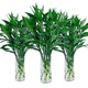 Lucky Bamboo, hydroponic plants shipped from Guangzhou, good for lazy people, a gift for Buddha in the office, Chinese Valentine's Day, Lucky Bamboo 60cm, 10 pieces