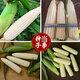 New species in stock Wannuo 188 sweet waxy corn seeds high-yield big sticks for sowing in all seasons. New species Wannuo 188 original 4 Jin Jin equal to 0.5 kg, about 5000 grains