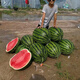 Fengba C929 watermelon seed round melon with thin skin, super sweet, medium and late maturity, high yield and disease resistance base, special for Fengba C929 one can (50g)
