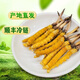 2025新鲜冬虫夏草头期精选鲜虫草顺丰冷链产地直发大号鲜草 西藏新鲜虫草每条0.5克20条装