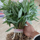 Polygonatum vulgaris planting seedlings, Polygonatum vulgaris seeds, fresh chicken heads, Polygonatum vulgaris seedlings, tiger ginger seedlings, nourishing medicinal materials, golden seedlings, buds, Polygonatum vulgaris seed blocks 1 Jin Jin is equal to 0.5 kg