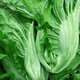 Sichuan Kuanbang green vegetable seeds, pickled pickles, sauerkraut, pickles, medium-ripe large-leaf autumn sown vegetable seeds, hot product impulse, Kuanbang green vegetable seeds, new this year, RNG9 original factory, 3 packs, about 3,000 grains