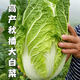 Autumn sowing Chinese cabbage seeds 90 days cabbage balling cabbage early and late maturing farmhouse high-yielding disease-resistant vegetable seeds newly improved Shandong No. 4 autumn cabbage 1000 grains