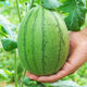 Jingyu's new product 2K small watermelon seeds, thin skin, few seeds, red flesh watermelon potted balcony fruit seeds, high yield, sown in all seasons, juicy and sweet, 2K watermelon, 10 pieces, original selection, 2 packs