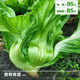 Sichuan Kuanbang green vegetable seeds, pickled pickles, sauerkraut, pickles, medium-ripe large-leaf autumn sown vegetable seeds, hot product impulse, Kuanbang green vegetable seeds, new this year, RNG9 original factory, 3 packs, about 3,000 grains
