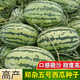 Chihui Zhengza No.5 watermelon seeds old variety flower skin early maturing fruit super sweet melon fruit seeds 8424 seeds Zhengza No.5 watermelon seeds 80 seeds