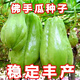 Shop Chayote Early Maturing Extra Large Chayote Vegetable Climbing High Yield Disease Resistant Perennial Melon Affordable Price High Yield Good - 40 Count - Net Seeds Chayote Seeds