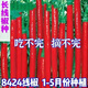 This year's new spicy long-line pepper seeds Erjingtiao 8819 line pepper seeds are planted in spring and autumn. About 200 carefully selected seeds 8819 line pepper seeds