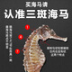 陆零后 三斑海马药材【CAWC认证】大型干海马干货公母一对海龙海马泡酒 【三斑海马1对】 6克
